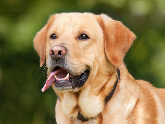 🐾 Pourquoi adopter une brosse à vapeur pour le toilettage de votre chien ou chat ?